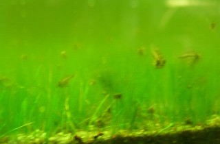受控制的不平衡施肥法（5）：藻类的防治