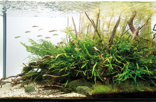 水族造景分析：流木計畫