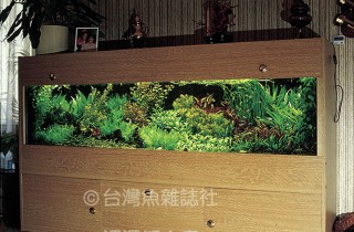 荷蘭式水草造景深入解析（02）：評分系統