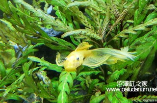 荷蘭式水族造景深入解析（04）：動物的發展與數量