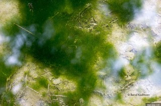 池塘中的藻类（13）：绿藻