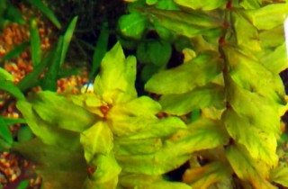 弱光 LED 水草栽培實驗（06）：一週年更新