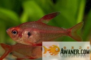 [脂鯉科]紅衣夢幻旗