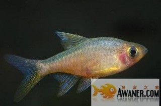 [鯉科]斯里蘭卡火波魚