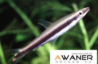 [脂鯉科]一線鉛筆魚