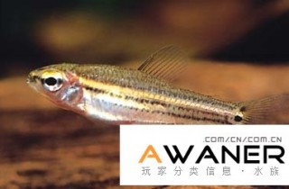 [脂鲤科]三线短笔灯
