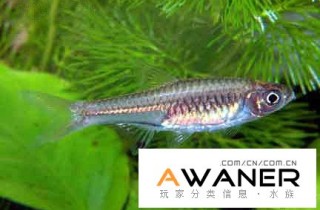 [脂鯉科]金鱗燈