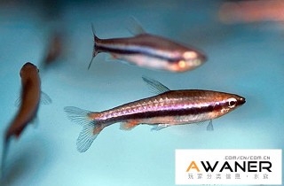 [脂鯉科]紅肚鉛筆魚