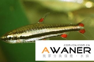 [脂鯉科]三線鉛筆