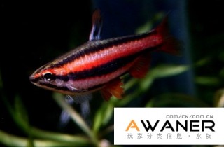 [脂鯉科]火焰鉛筆