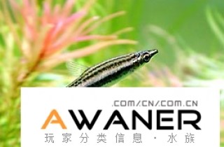 [脂鯉科]尖嘴鉛筆魚