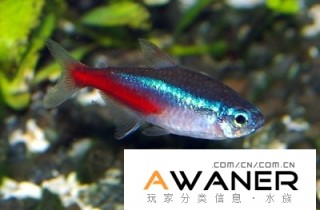 [脂鯉科]紅綠燈