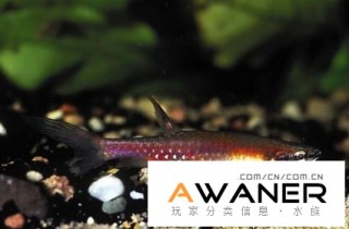 [脂鯉科]彩虹濺水魚