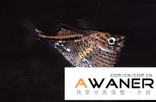 [脂鯉科]咖啡燕子