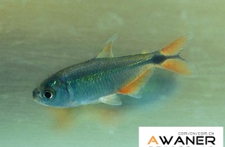 [脂鯉科]紅十字魚