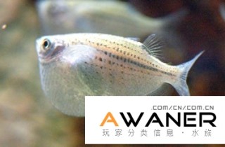 [脂鯉科]銀點燕子