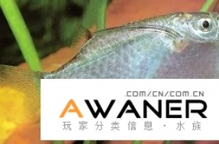 [脂鯉科]巨斧燕子