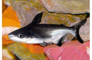 [鯰魚科]成吉思汗魚