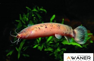 [鯰魚科]放電鯰魚電貓