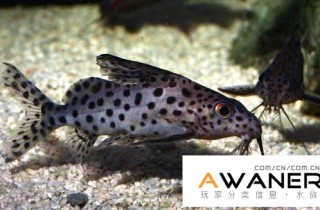 [鯰魚科]反游貓魚