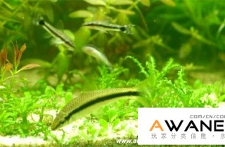 [鯰魚科]小精靈(耳斑鯰)