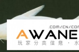 [鯰魚科]白化虎頭鯊