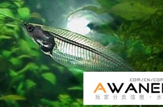 [鯰魚科]玻璃貓