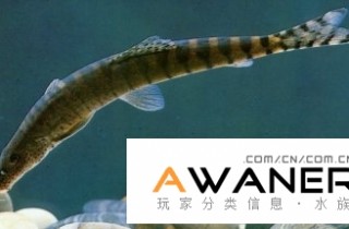 [鰍魚科]點面副沙鰍