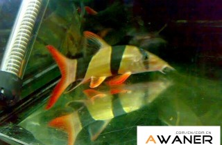 [鳅鱼科]三间鼠