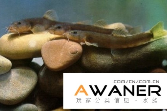 [鰍魚科]花鰭條鰍 | 香港水族網