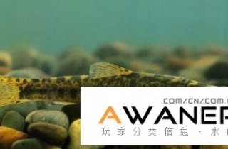 [鰍魚科]貝氏高原鰍