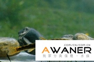 [鰍魚科]短尾高原鰍