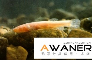 [鰍魚科]無眼嶺鰍