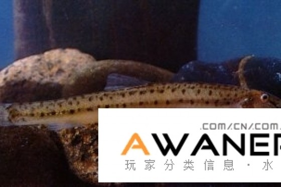 [鰍魚科]沙花鰍 | 香港水族網