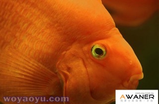 [慈鯛科]血紅鸚鵡魚