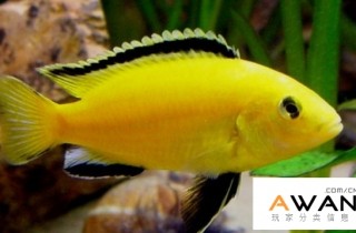 [慈鯛科]非洲王子魚