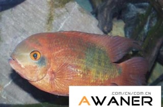 [慈鯛科]獅王鸚鵡魚