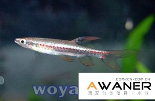 珍珠濺水魚