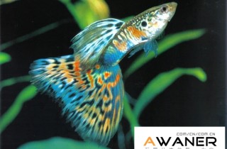 [胎生鱂魚科]古老系孔雀魚