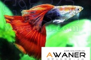 [胎生鱂魚科]紅尾禮服 / 禮服孔雀魚