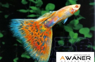 [胎生鱂魚科]紅馬賽克白子