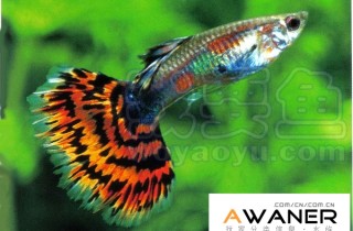 [胎生鱂魚科]紅馬賽克孔雀魚