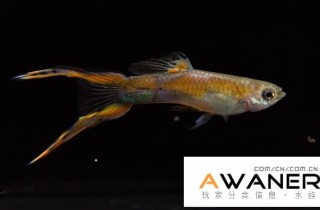 [胎生鱂魚科]維也納綠寶石雙劍 / 劍尾孔雀魚