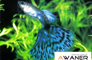 [胎生鱂魚科]藍馬賽克孔雀