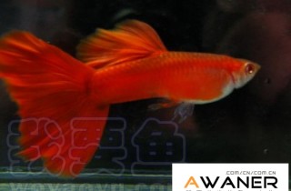[胎生鱂魚科]全紅白子禮服孔雀魚