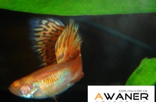 [胎生鱂魚科]紅草尾白子孔雀魚