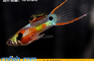 [胎生鱂魚科]安德利斯雙劍 (劍尾孔雀魚)