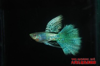 [胎生鱂魚科]金屬蛇王孔雀魚