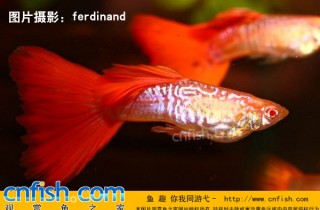 [胎生鱂魚科]蛇王紅禮服白子(蛇王孔雀魚)
