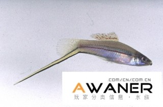 [胎生鱂魚科]劍尾魚